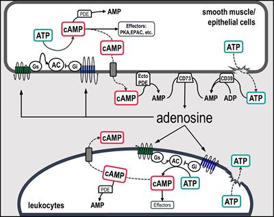 Extracellular cAMP-Adenosine Pathway Signaling: A Potential Therapeutic Target in Chronic Inflammatory Airway Diseases